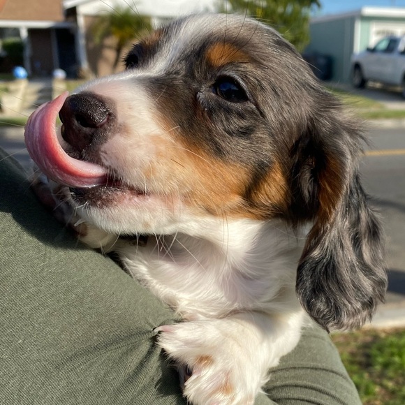 I’M LIVE ✨ MONDAYS & FRIDAYS USUALLY AROUND 11am PST 🥰 SHARE SHOWS 🤗 NO THEMES - Picture 6 of 12